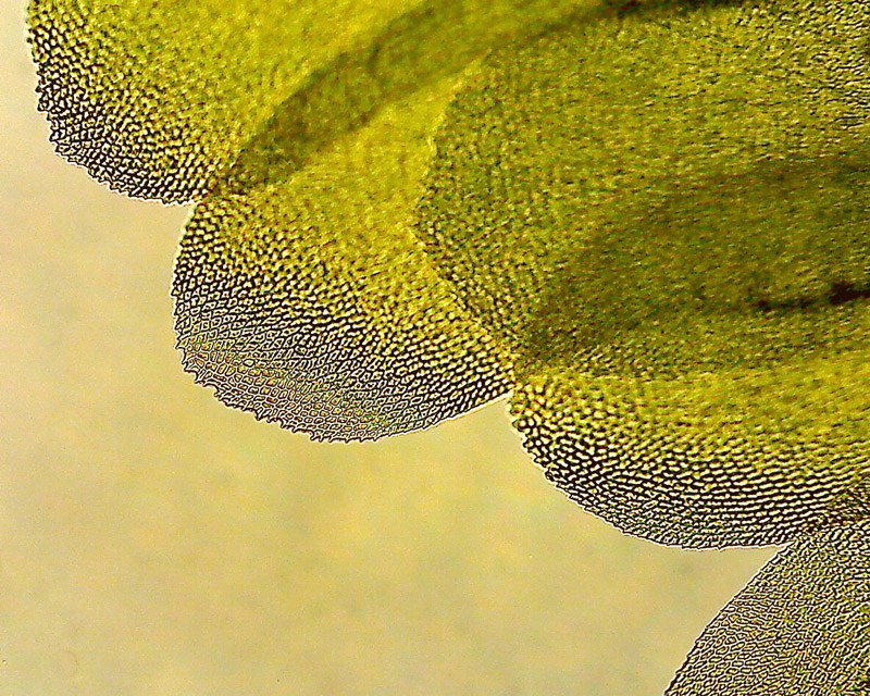 Homalia trichomanoides